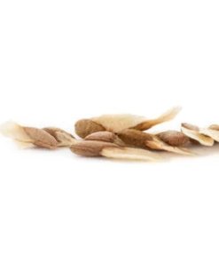 Khat seeds