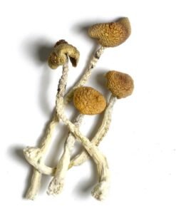 AZTEC GODS MAGIC MUSHROOM