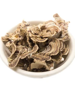 Turkey Tail Mushroom For Sale Washington DC
