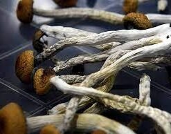 Penis Envy Mushroom