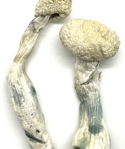 AGT (Albino Golden Teacher)