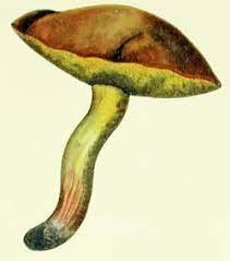 Suillus Granulatus